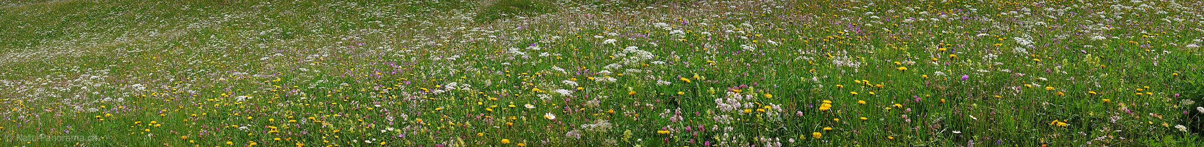 P002259: Panoramafoto einer blühenden Heuwiese/Blumenwiese.