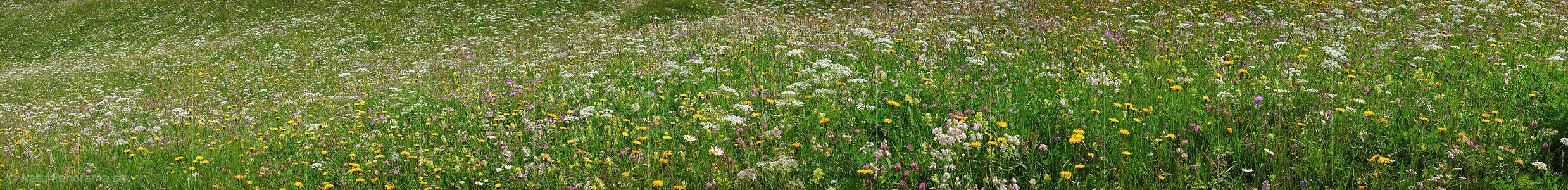 P002259a: Panoramafoto einer blühenden Heuwiese/Blumenwiese.