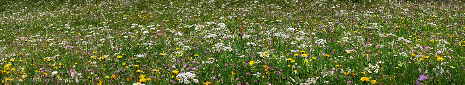 P002262: Panoramabild Heuwiese