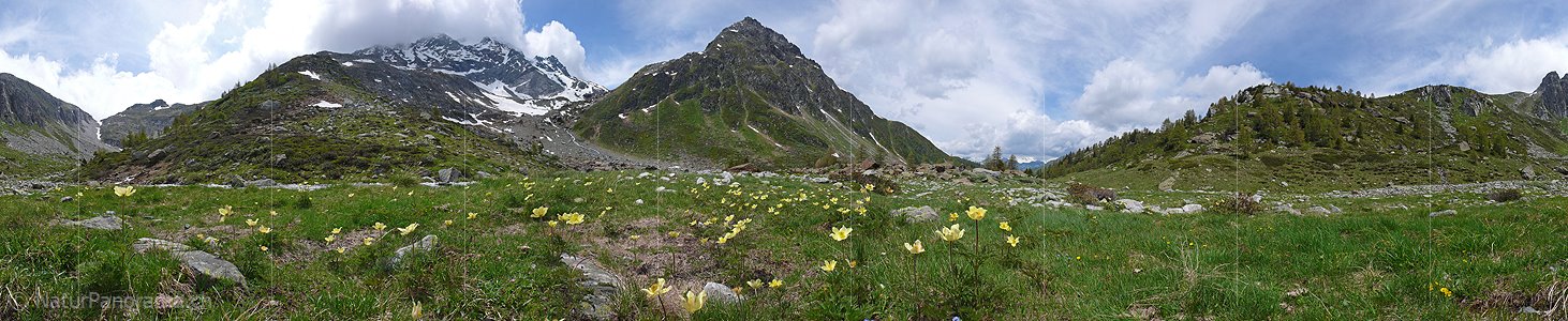 P002294: Panoramabild Schwefelanemonen