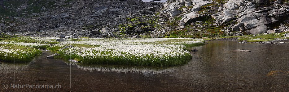 P002389: Panoramabild Wollgras mit Spiegelung