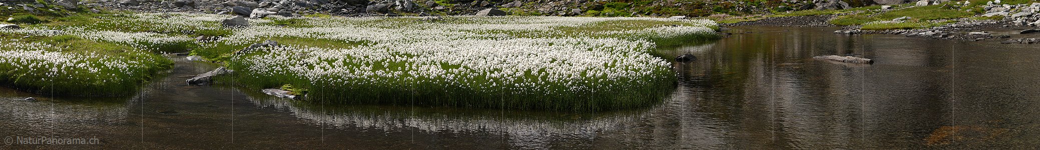 P002406: Panoramabild Wollgras und Wasser
