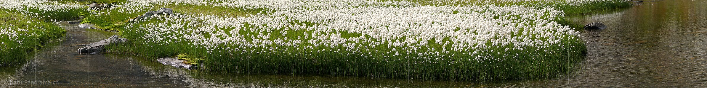 P002407: Panorama Wollgras an Bergbach/Bergsee