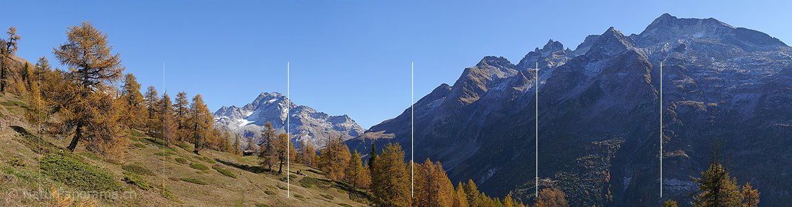 P002621: Panoramabild Goldene Lärchen