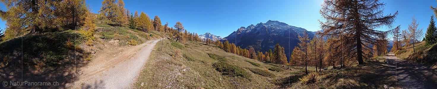 P002631: Panorama Herbstlicher Lärchenwald
