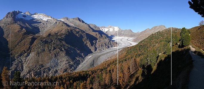P002657: Panoramabild Aletschwald