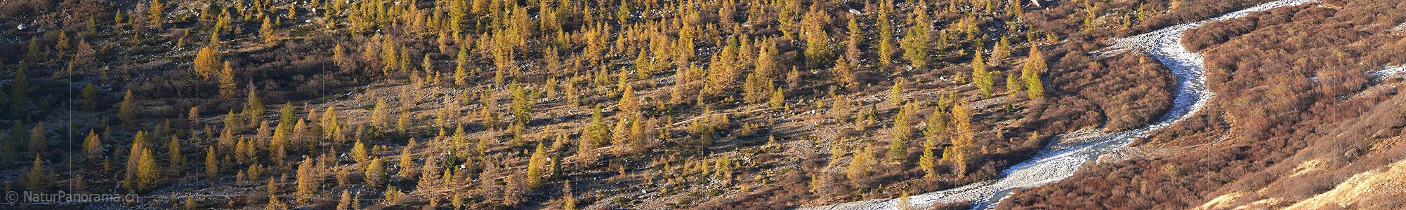 P002735: Panoramabild Herbstlicher Lärchenwald im Streiflicht