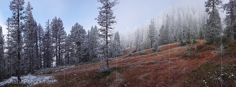 P002751: Panorama Föhrenwald