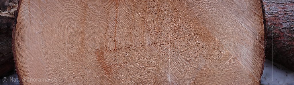 P002892: Panoramabild Jahrringe, Baumstamm
