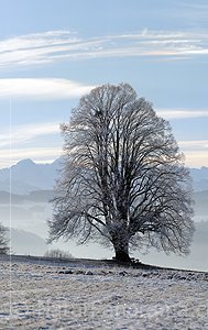 P002992: Grossbild Baum (Linde)