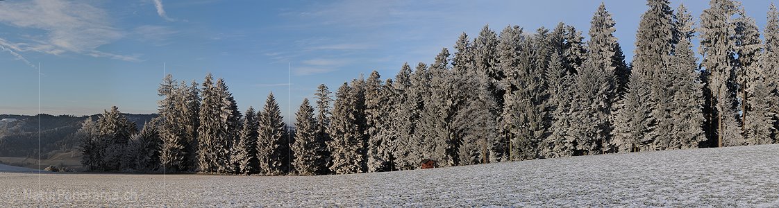 P002993: Panoramabild Waldrand
