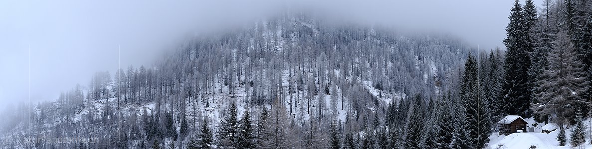 P003052: Panorama Leicht verschneiter Lärchenwald
