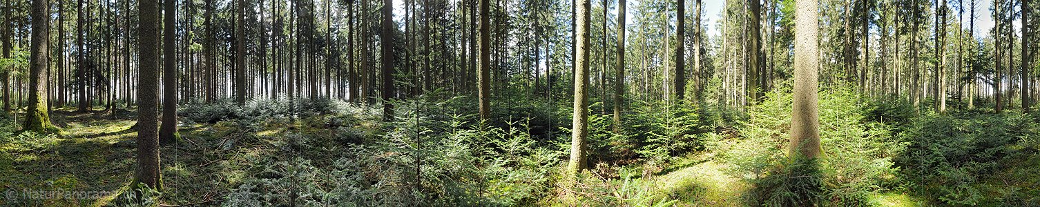 P003362: Panoramabild Tannenwald