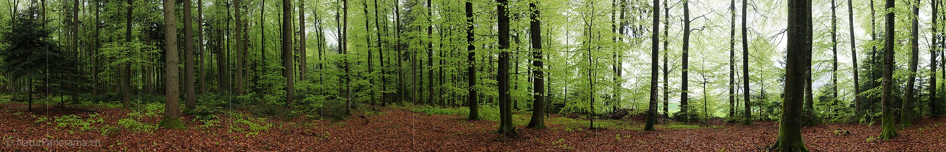 P003451: Grosses Panoramabild Laubwald während leichtem Regen