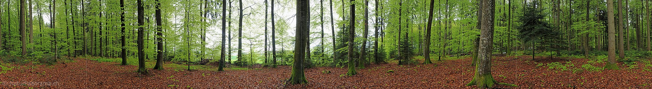 P003452: Panoramabild Laubwald während leichtem Regen