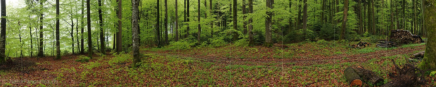 P003453: Grosspanorama Buchenwald