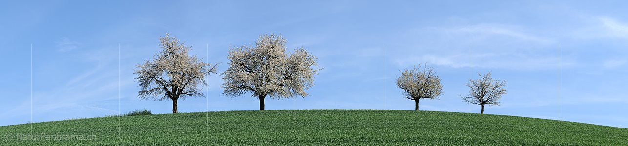P003482: Grosspanorama Blühende Bäume