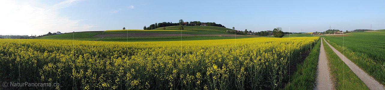 P003493: Panoramabild Rapsfelder