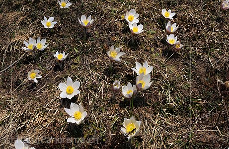 P003566: Grossbild Bergfrühling