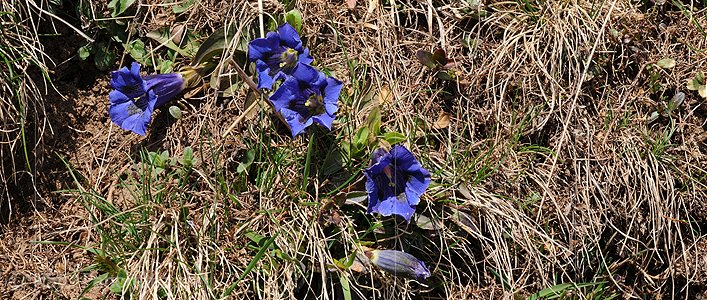 P003567: Panoramabild Bergblumen