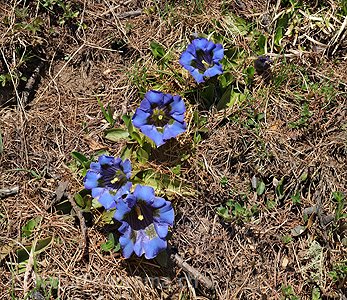 P003568: Panoramabild Enzian