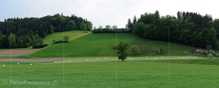 P003581: Panoramabild Frühlingslandschaft