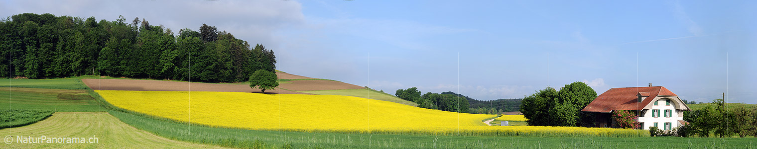 P003591: Panoramabild blühendes Rapsfeld und Haus