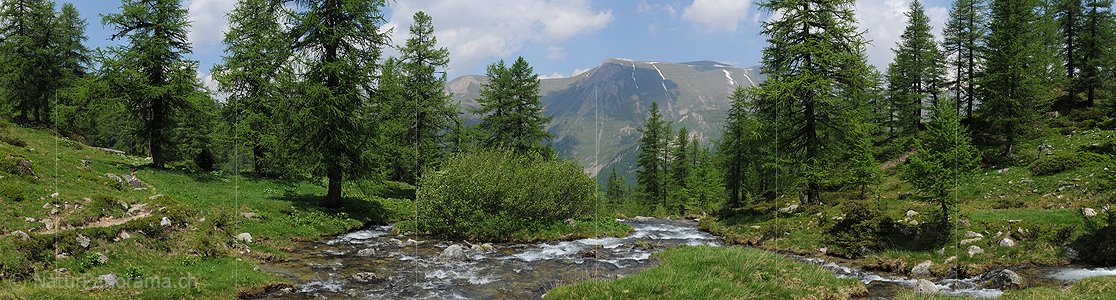 P003722a: Grosspanoramabild Bergbach in lichtem Lärchenwald