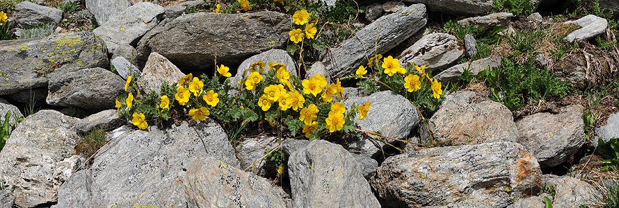 P003777: Panorama Bergblumen (Kriechende Berg-Nelkenwurz)