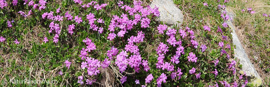 P003780: Panoramic image Mountain Flowers (Red Felsenprimel)