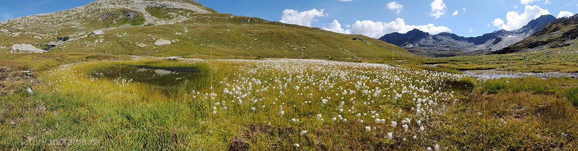 P004073: Panorama Tümpel und Wollgras