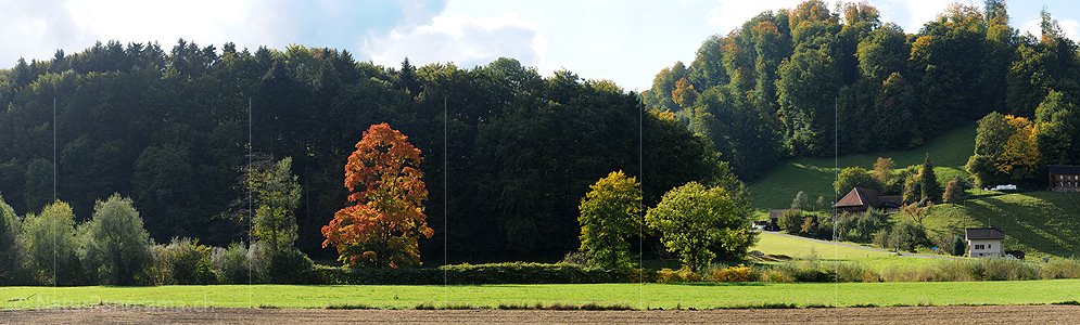 P004221: Grosspanorama Ahorn im Herbstkleid