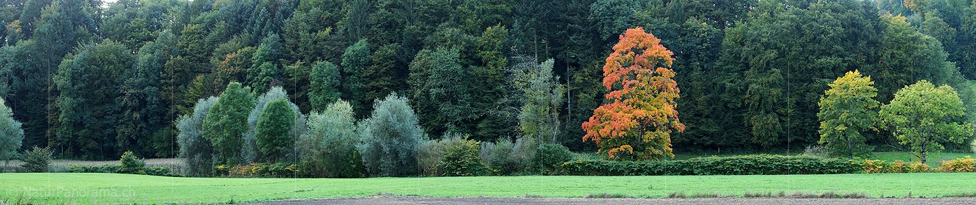 P004222: Panoramabild Ahorn im Herbstkleid
