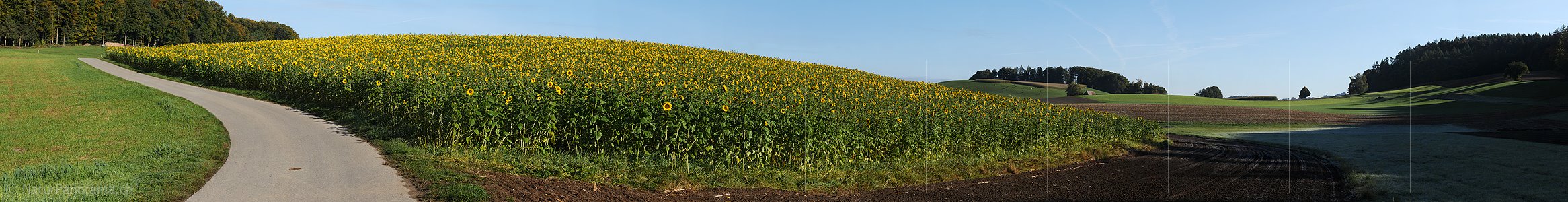 P004235: Grosspanorama Sonnenblumenfeld