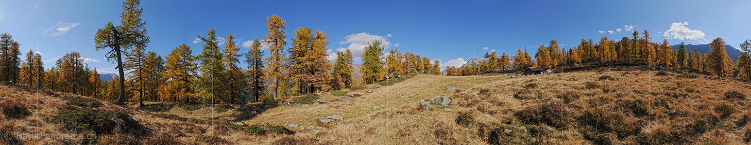 P004262: 360° Panoramafoto Lichtung im goldgelben Lärchenwald