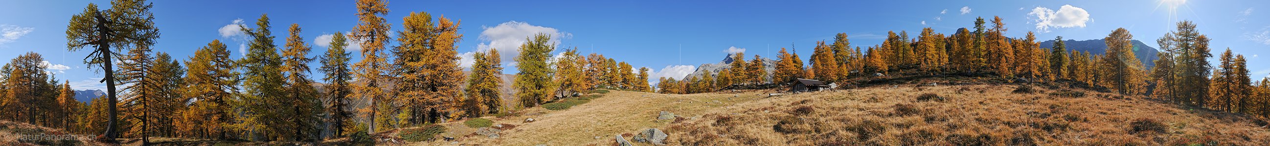 P004263: 360° Panoramafoto Lichtung im goldenen Lärchenwald
