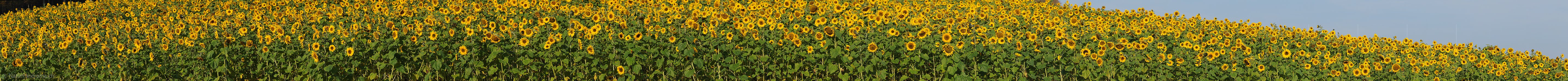 P004312: Panoramabild Sonnenblumenfeld