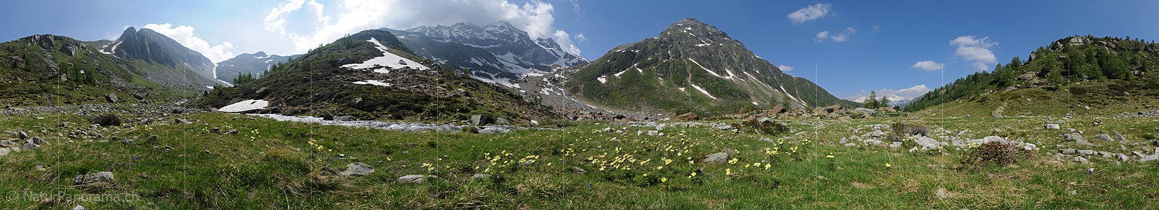 P004444: 360° Panorama Schwefelanemonen in Berglandschaft