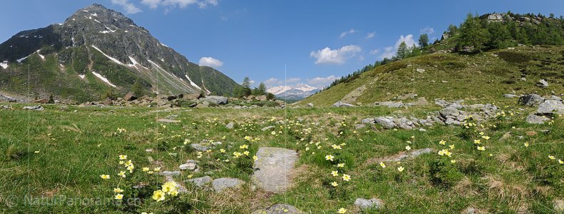 P004448: Panorama Schwefelanemonen in Berglandschaft