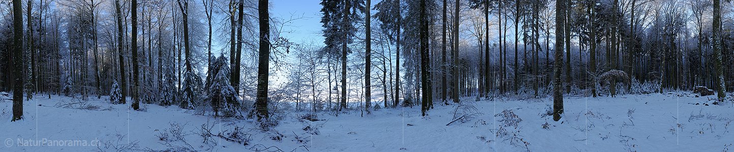 P004491: 360° Grosspanorama Winterwald