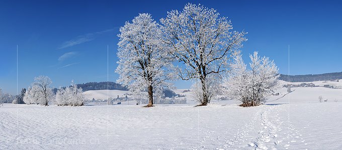 P004543: Grossbild Baumreihe mit Raureif