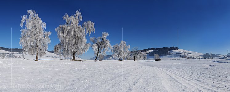 P004562: Panoramabild Raureif an Birken