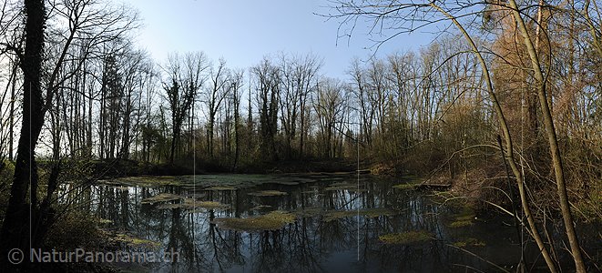 P004751: Panoramabild Morgen an kleinem See in Auenlandschaft