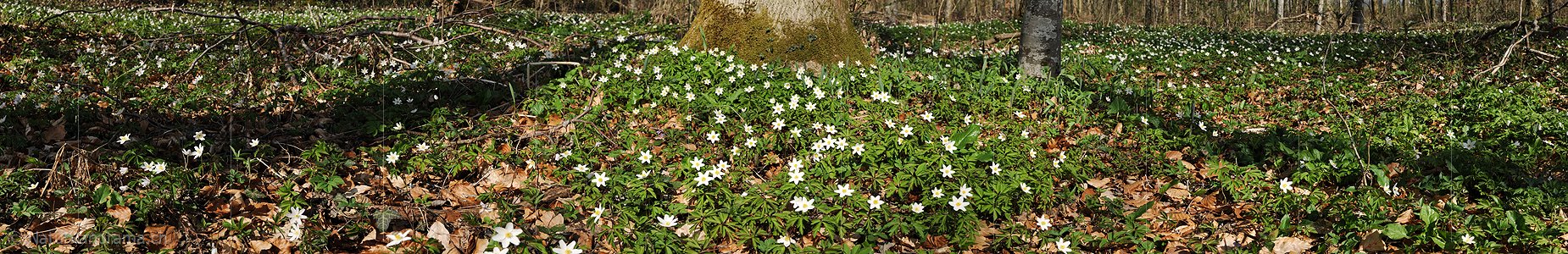 P004756: Panoramabild Buschwindröschen