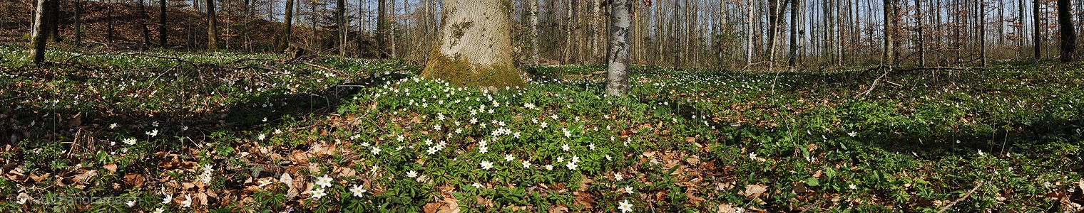 P004758: Panoramabild Frühlingswald