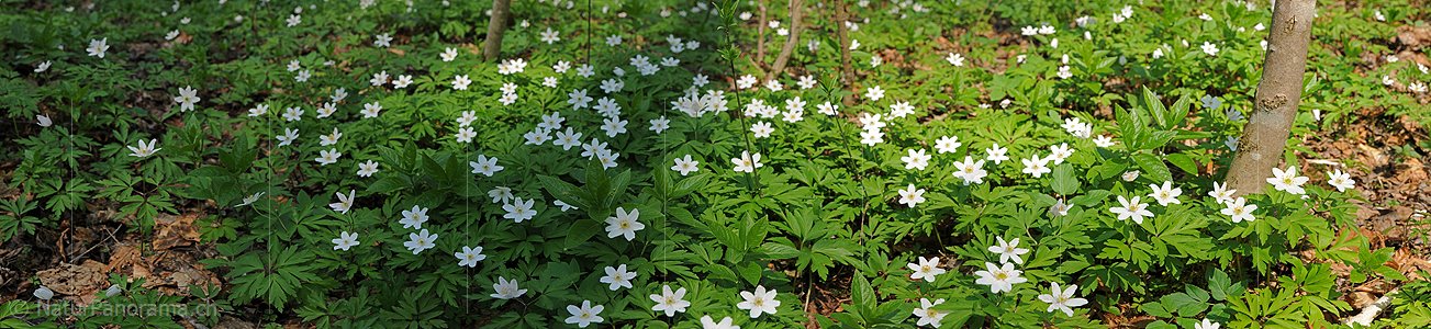P004792: Panoramafoto Blühende Buschwindröschen