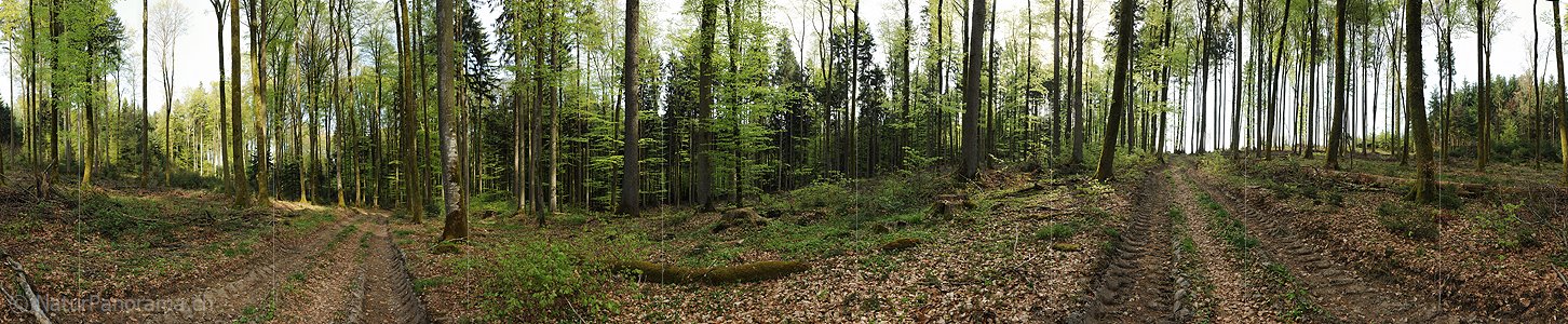 P004813: Panorama Frühlingswald