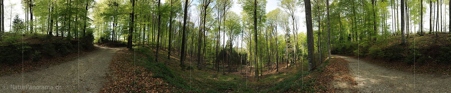 P004817: Panoramaaufnahme Frühlingswald