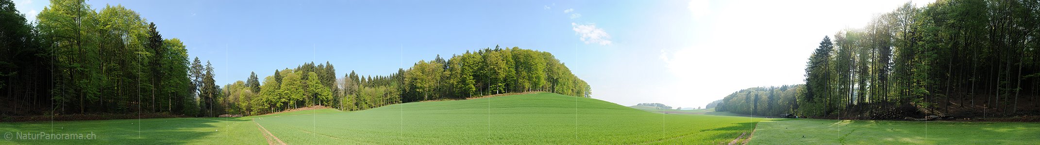 P004841: Grosspanoramabild Frühlingslandschaft mit Buchenwald