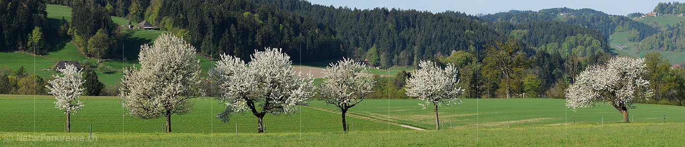 P004865: Panoramabild Blühende Baumreihe